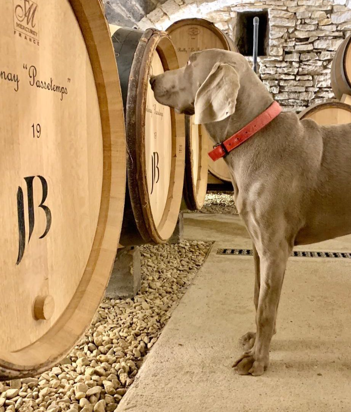 Jean-Baptiste Jessiaume Le Ronceret, Volnay Premier Cru, France